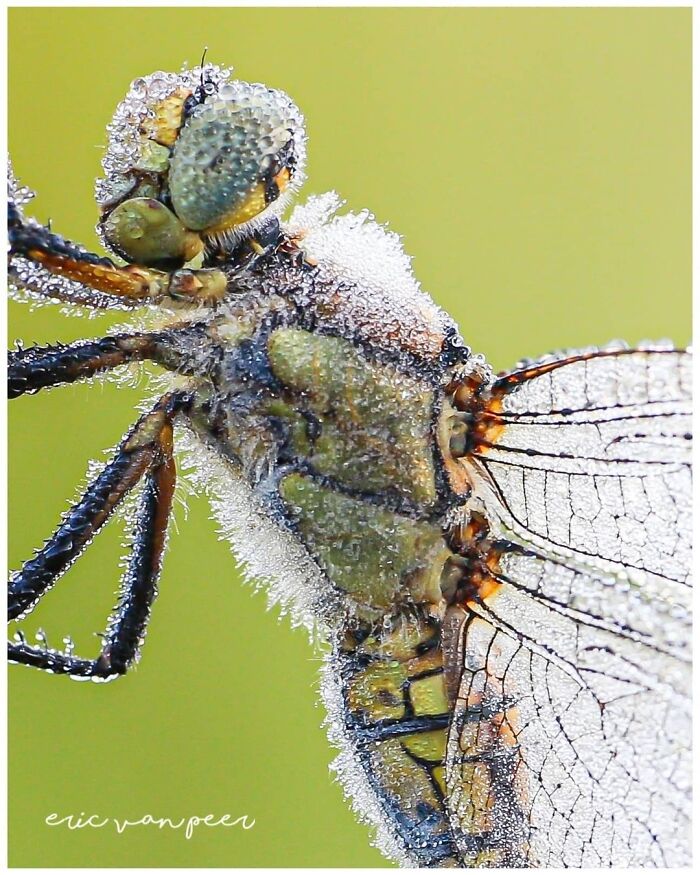 Exploring The World Up Close: Inside The Instagram Phenomenon Of "Macro Photography"