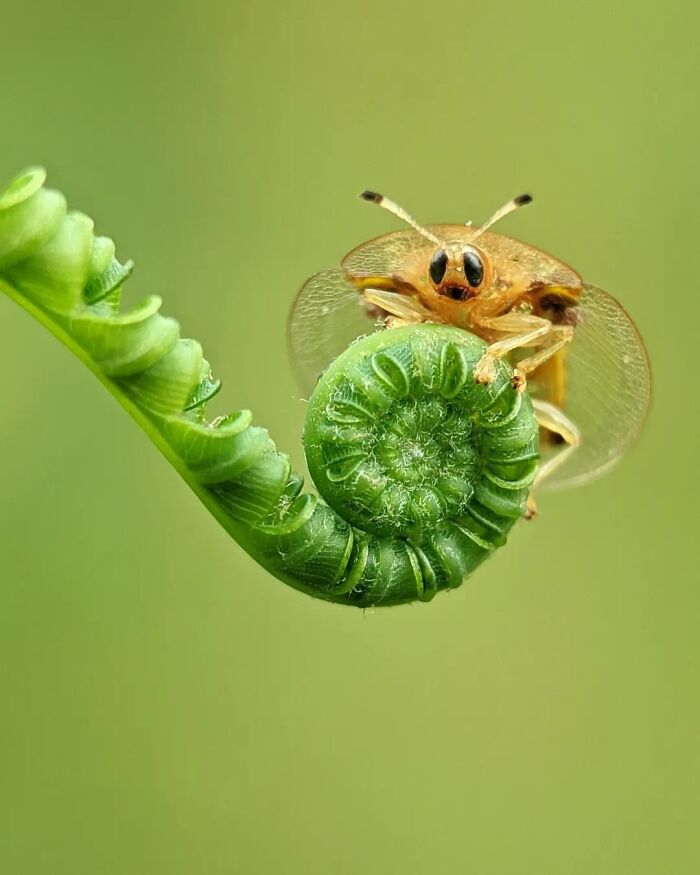 Exploring The World Up Close: Inside The Instagram Phenomenon Of "Macro Photography"