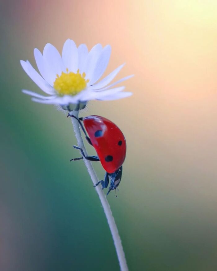 Exploring The World Up Close: Inside The Instagram Phenomenon Of "Macro Photography"