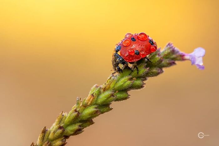 Exploring The World Up Close: Inside The Instagram Phenomenon Of "Macro Photography"