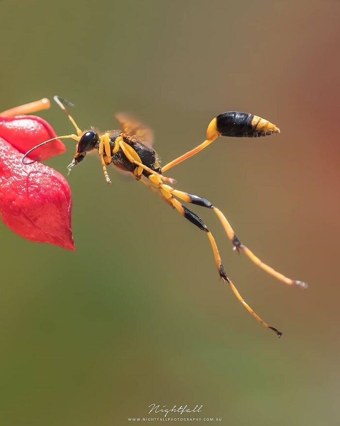 Exploring The World Up Close: Inside The Instagram Phenomenon Of "Macro Photography"