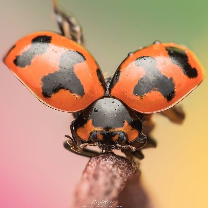 Exploring The World Up Close: Inside The Instagram Phenomenon Of "Macro Photography"