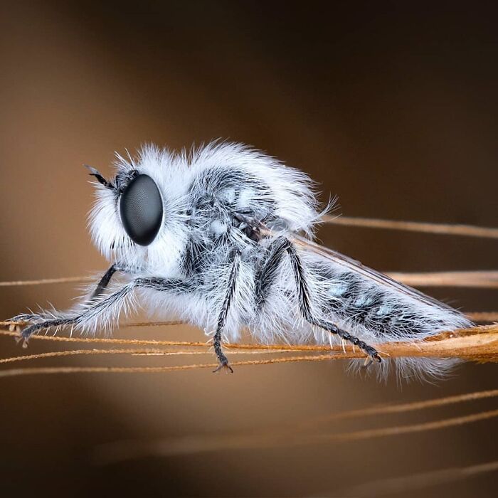 Exploring The World Up Close: Inside The Instagram Phenomenon Of "Macro Photography"