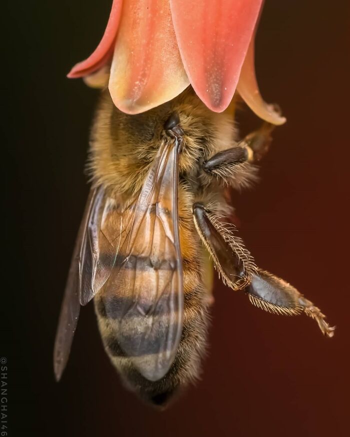 Exploring The World Up Close: Inside The Instagram Phenomenon Of "Macro Photography"