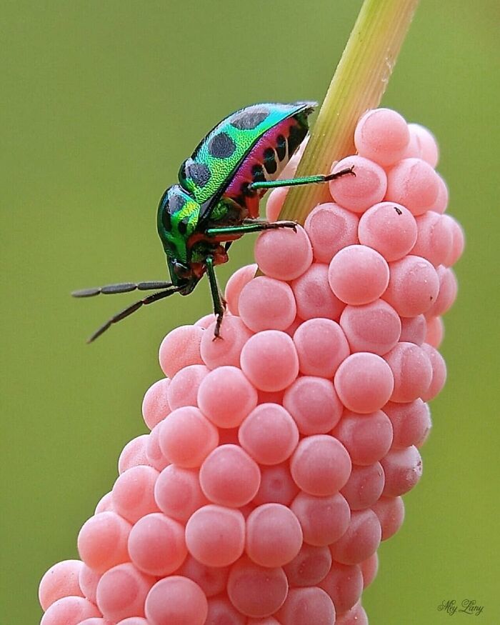 Exploring The World Up Close: Inside The Instagram Phenomenon Of "Macro Photography"