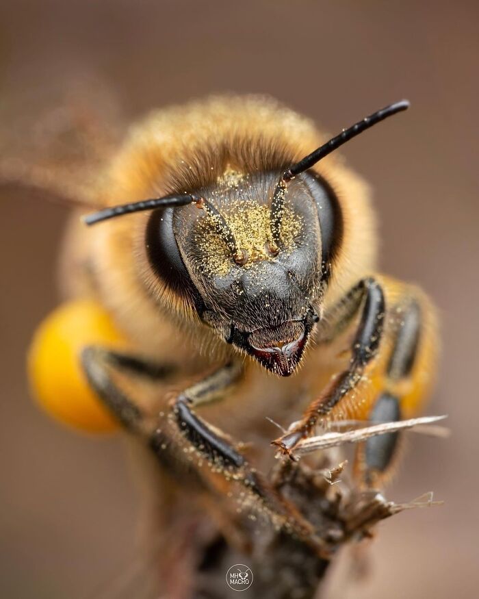 Exploring The World Up Close: Inside The Instagram Phenomenon Of "Macro Photography"