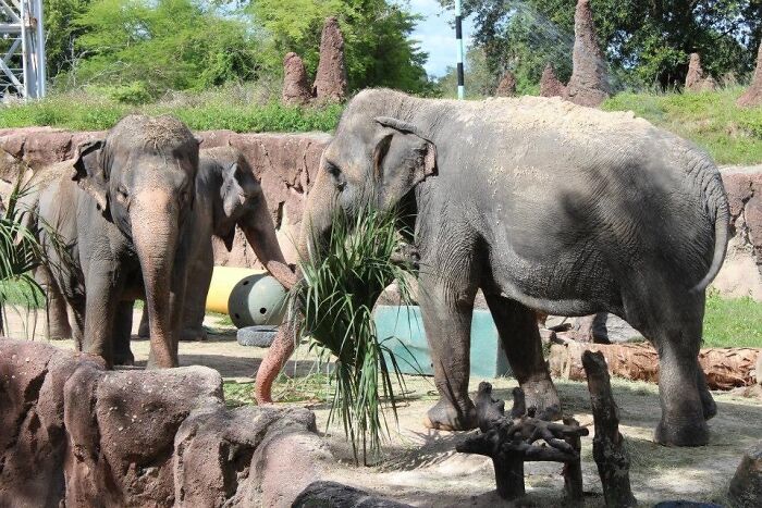 Dancing Elephants