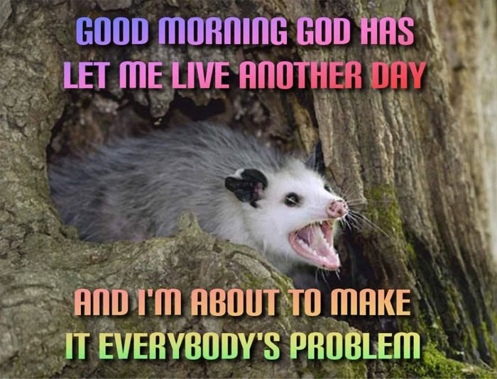 Funny "good morning" meme with a possum emerging from a tree hole, humorously ready to tackle the day.