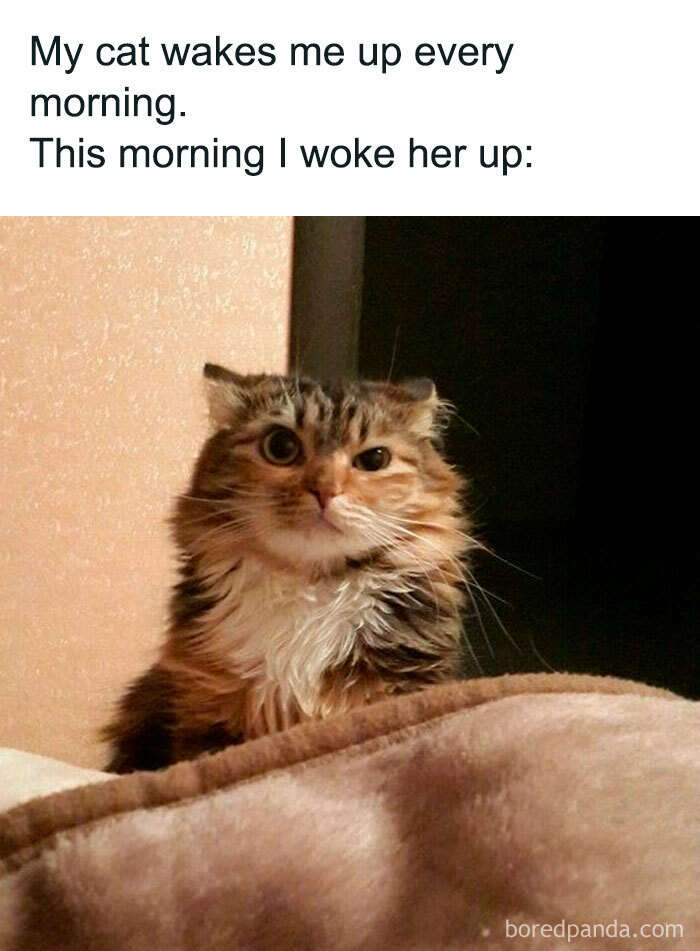 Funny good morning meme with a surprised cat waking up in bed.