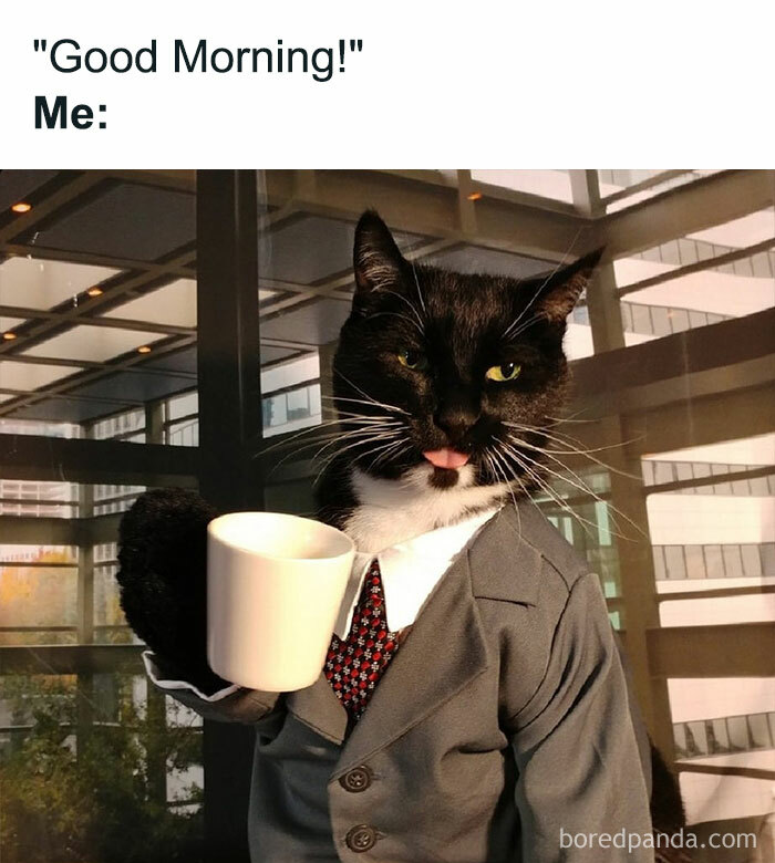 Cat wearing a suit, holding a coffee mug with tongue out, mimicking a tired reaction to "Good Morning" for a funny meme.