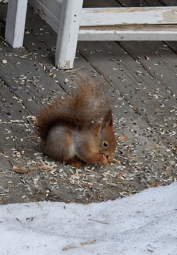 I Wanted To Photograph Squirrels In Studio