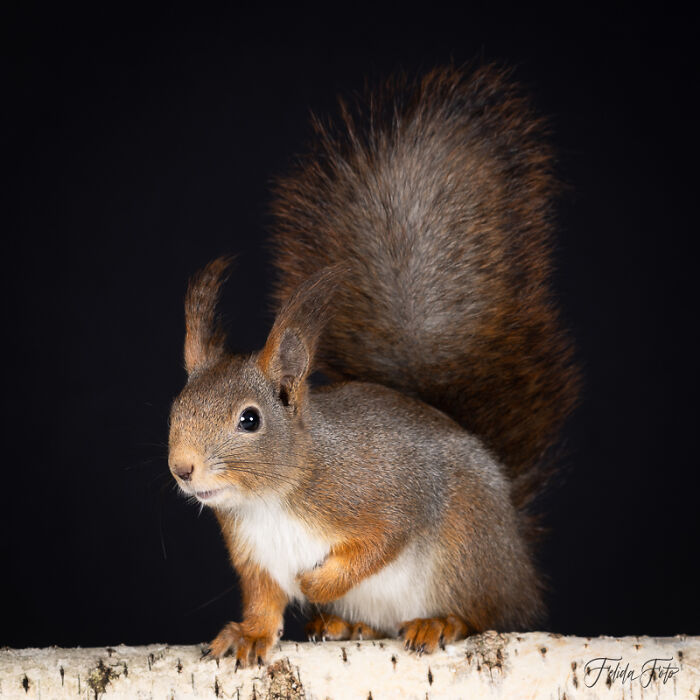 I Wanted To Photograph Squirrels In Studio