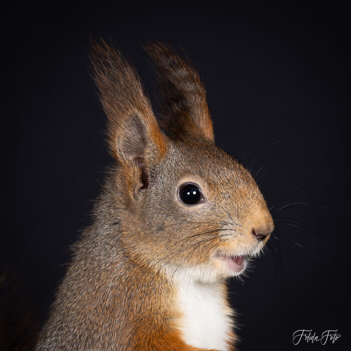 I Wanted To Photograph Squirrels In Studio