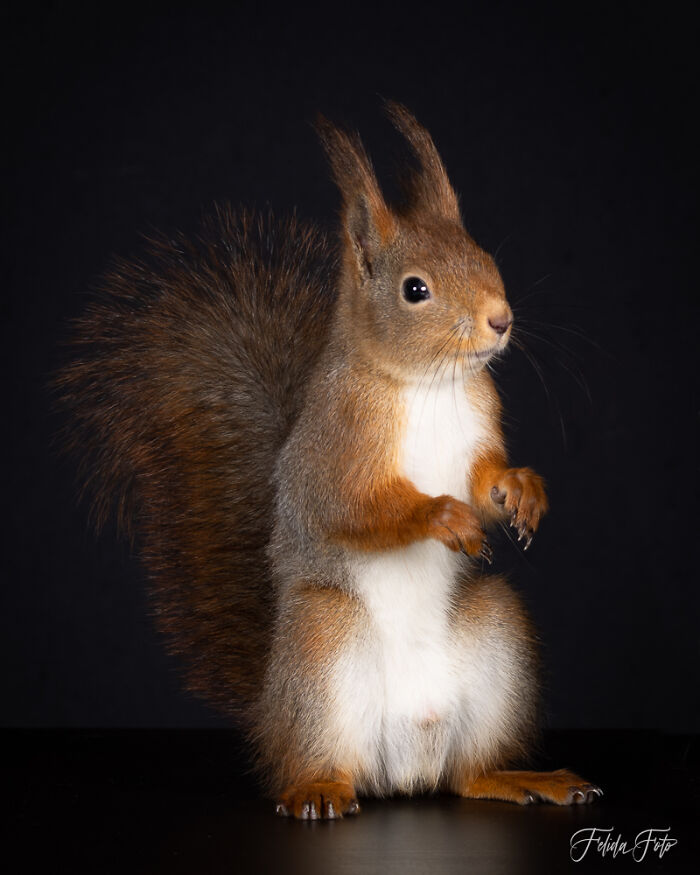 I Wanted To Photograph Squirrels In Studio