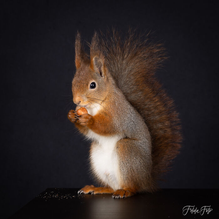 I Wanted To Photograph Squirrels In Studio