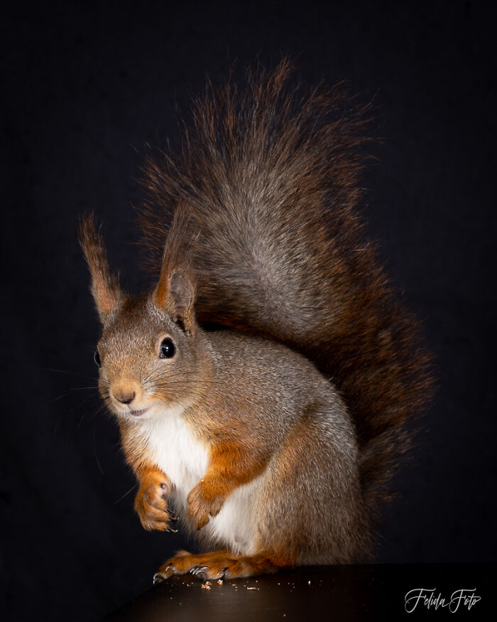 I Wanted To Photograph Squirrels In Studio