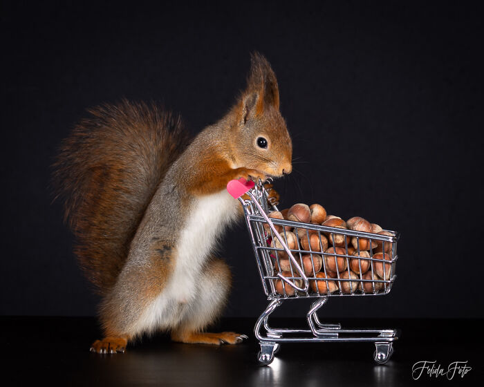 I Wanted To Photograph Squirrels In Studio