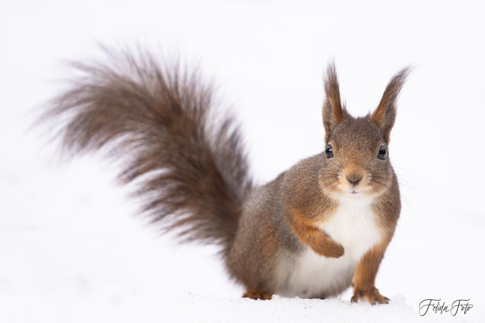 I Wanted To Photograph Squirrels In Studio