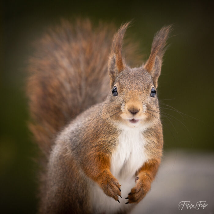 I Wanted To Photograph Squirrels In Studio