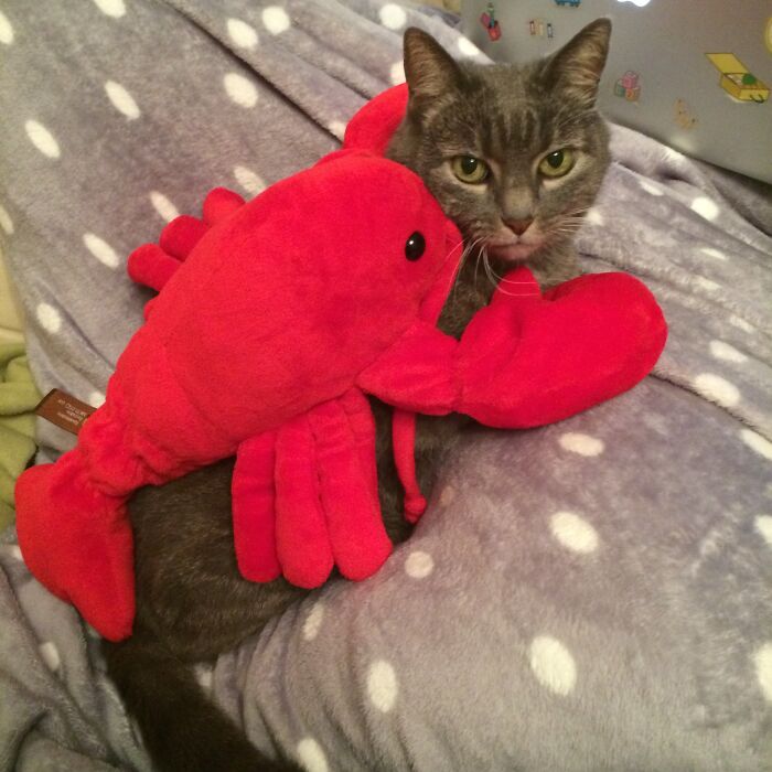 Iani Caught Red Handed With Her Lobster Lover