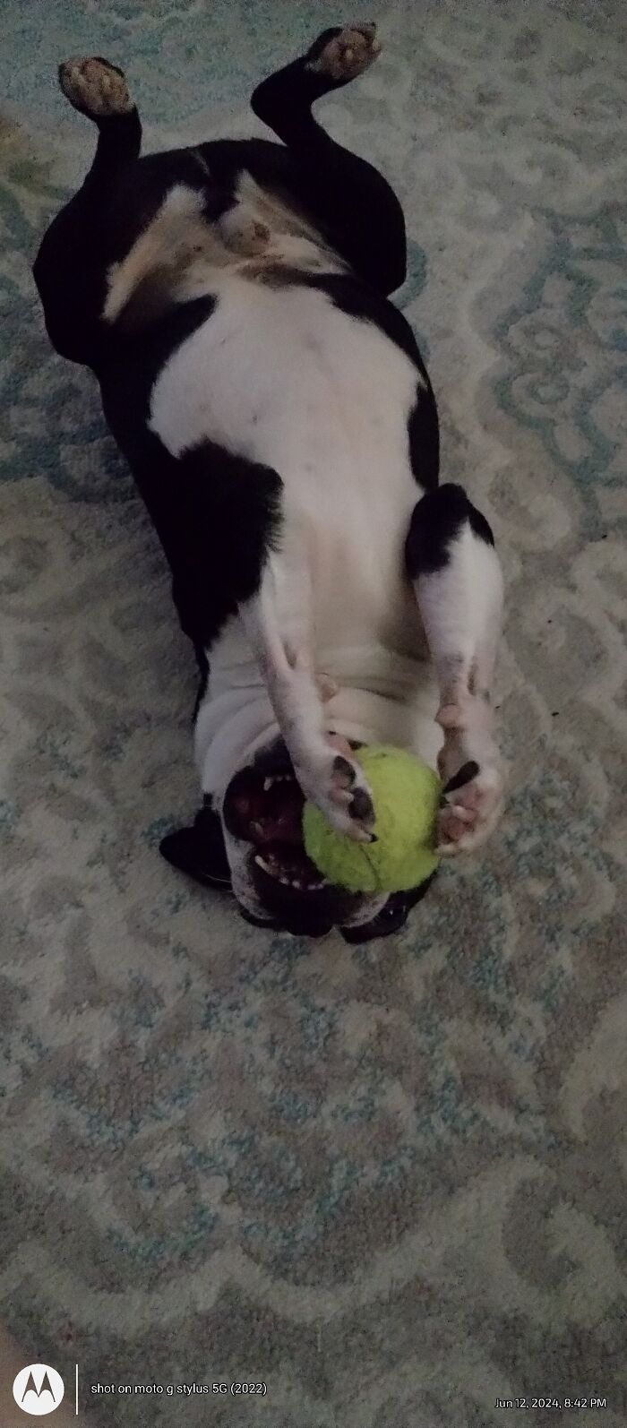 A Friend's Dog, Tucker Playing With His Ball