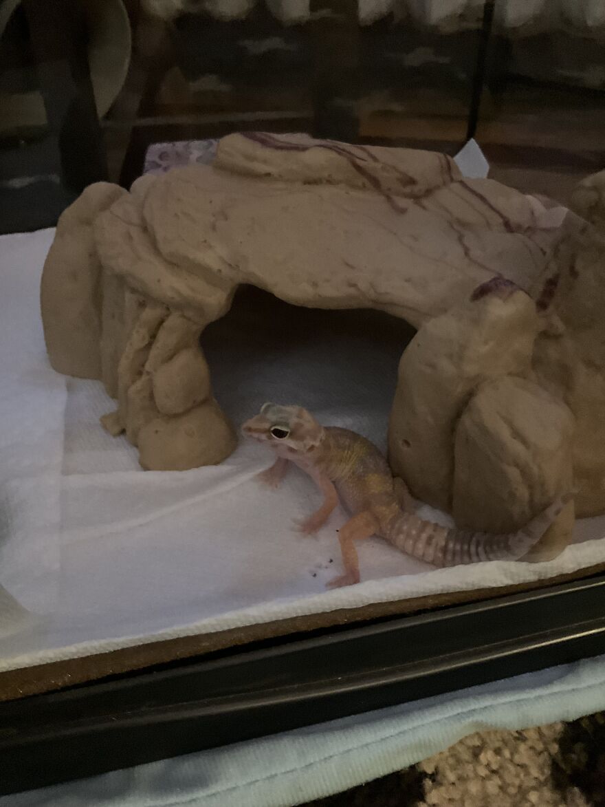 Cute Leopard Gecko