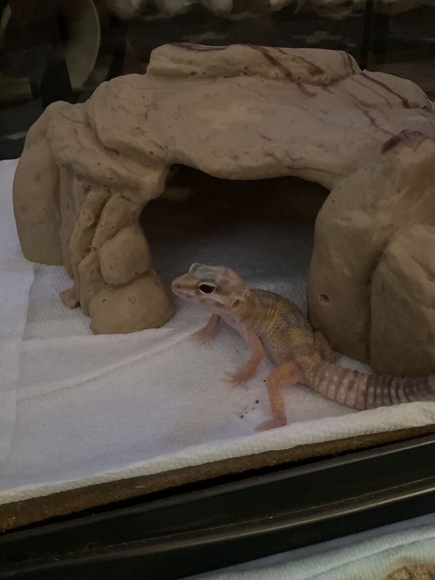 Cute Leopard Gecko