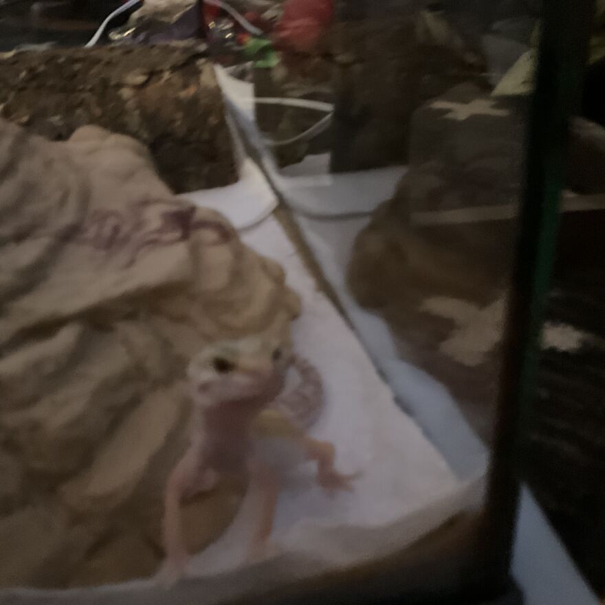 Cute Leopard Gecko