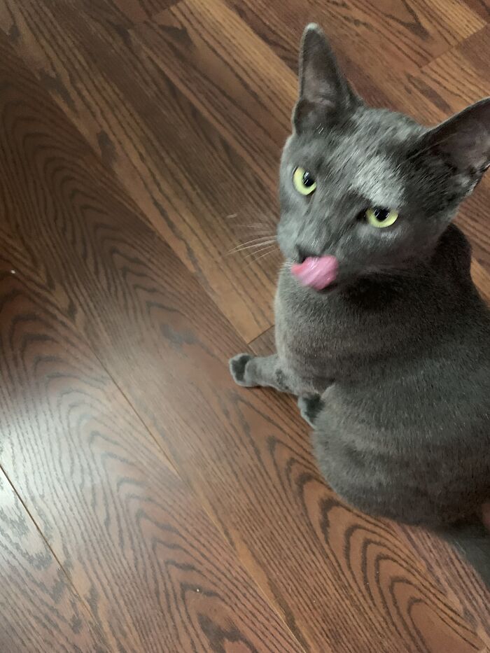 Screenshot Of My Cat With Flour On His Face