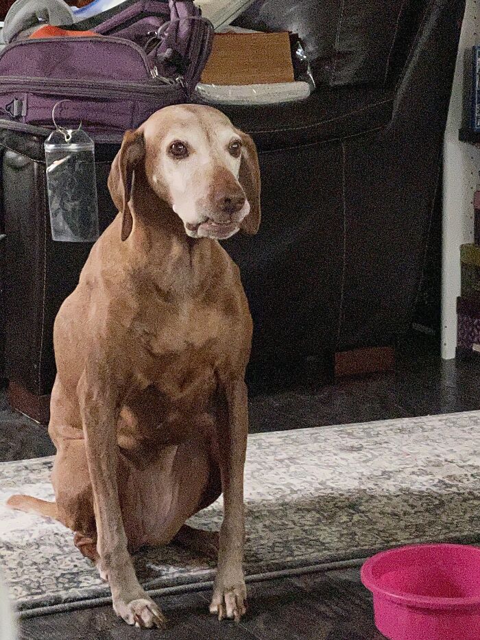 My Beautiful Girl, Veela, Makes The Best Snarly Face When She Thinks Dinner Is Late!