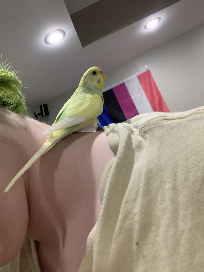 My Parakeet, Will