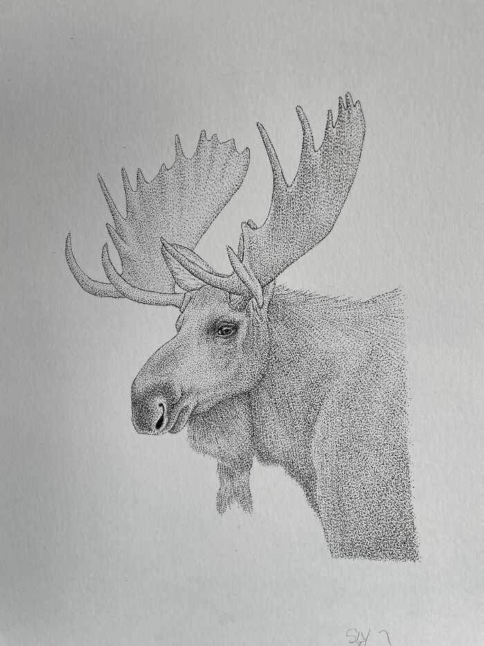 Moose