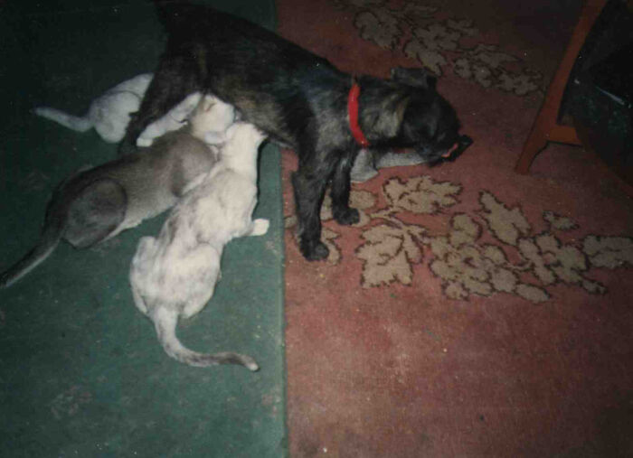 Rescue Dog Jess, Who'd Tragically Lost Her Puppies Allowing A Litter Of Recently Weaned Burmilla Kittens To Invite Themselves For Supper