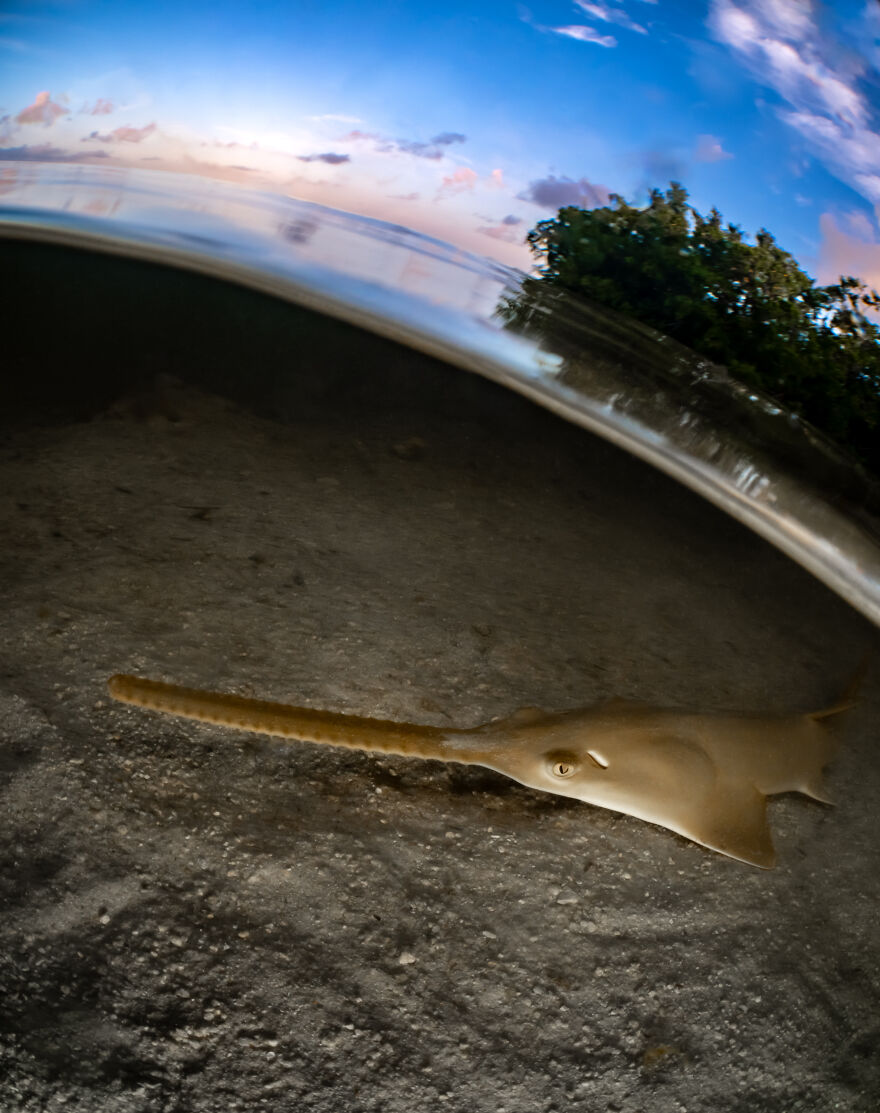 "Sawfish Sunrise" By Grace Pempek, USA