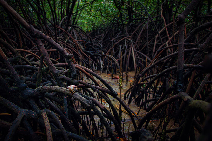 "Roots And Refuge" By Mark Kevin Badayos, Philippines