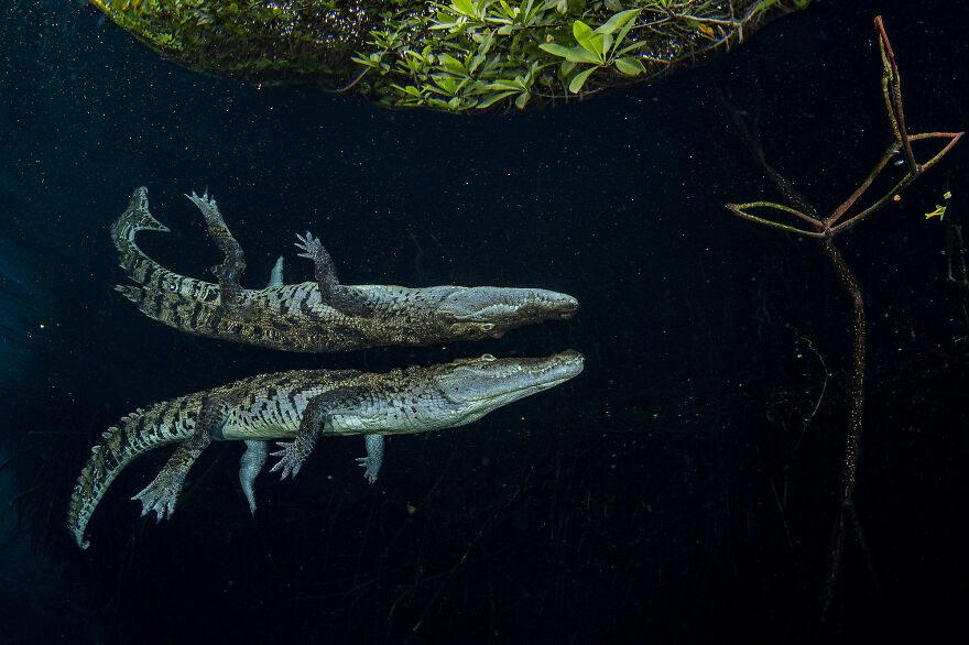 "Morelet's Reflection" By Shane Gross, Mexico