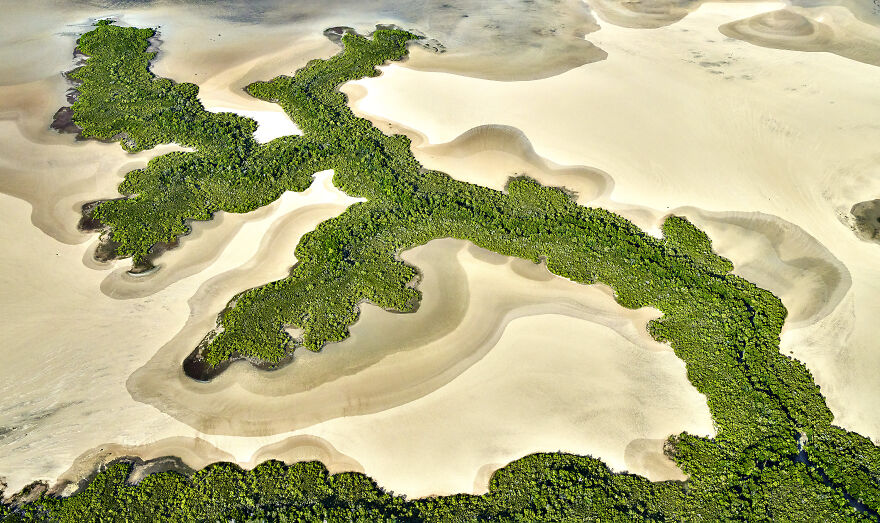 "Mangroves On Tidal Flats" By Stuart Chape, Australia