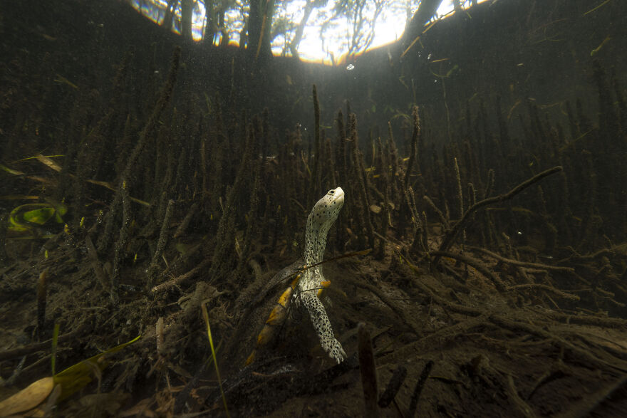 "Guardians Of The Gulf" By Nick Conzone, USA