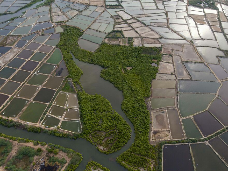 "The Threatened Future Of Mangroves" By Teja Yantrapalli, India