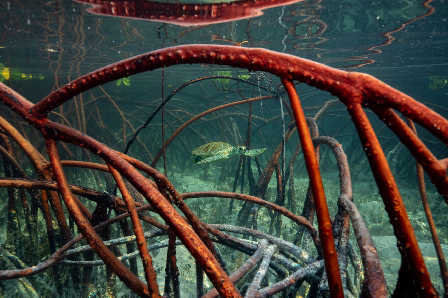 "Guardians Of The Mangroves" By Olivier Clement, Bahamas