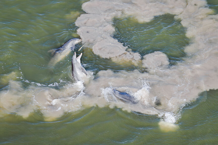 "Mud-Ring Feeding" By Mark Ian Cook, USA