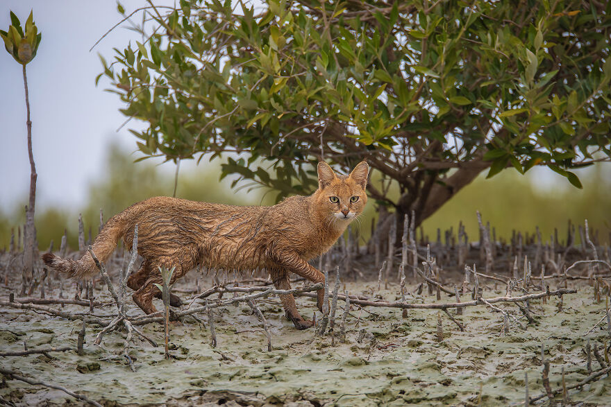 "Jungle Cat" By Erfan Samanfar, Iran