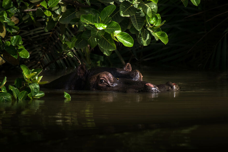 "The Hippo And The Yellow Fly" By Nele Holstegge, Gambia