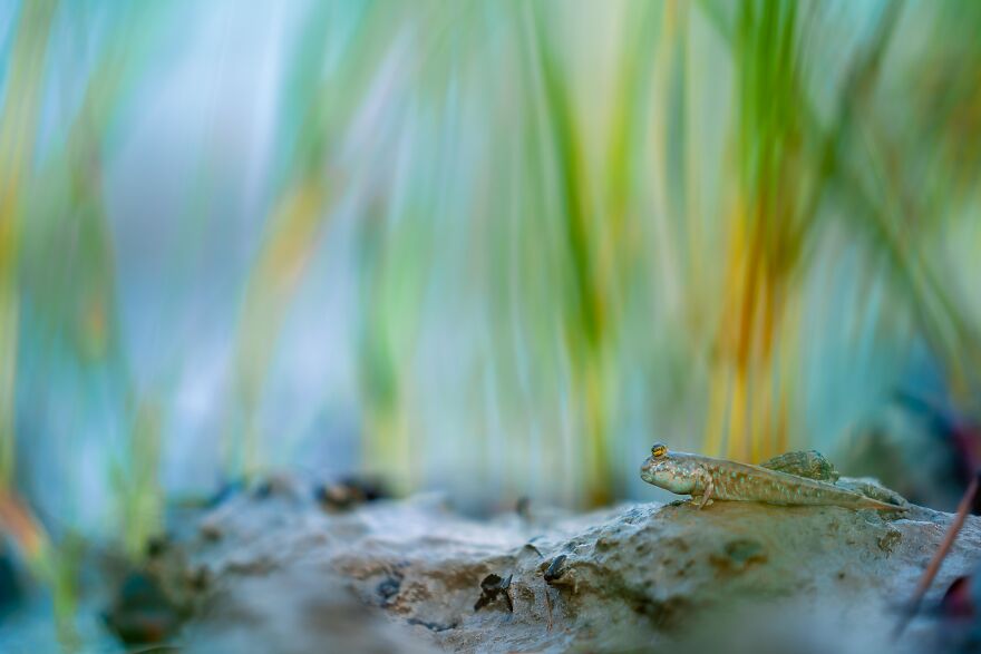 "Mudskipper In Aurora" By Jayanta Guha, India