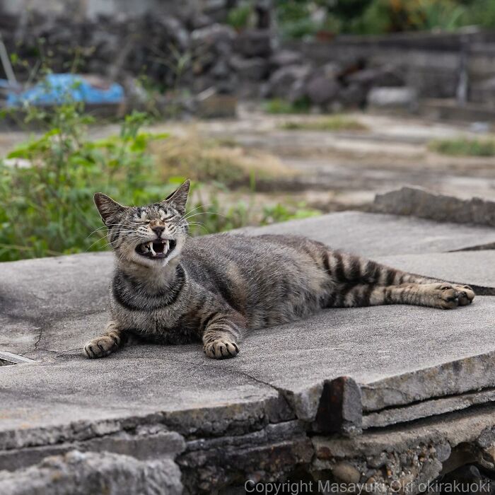 New Captivating Images By Masayuki Oki Celebrating The Quirky And Playful Side Of Cats