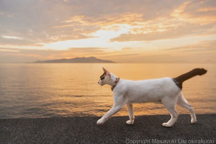 New Captivating Images By Masayuki Oki Celebrating The Quirky And Playful Side Of Cats