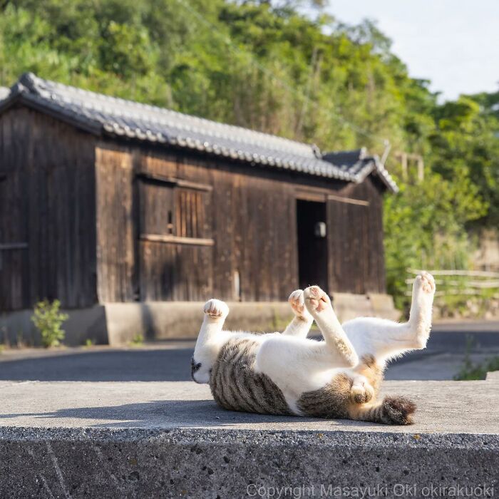 New Captivating Images By Masayuki Oki Celebrating The Quirky And Playful Side Of Cats