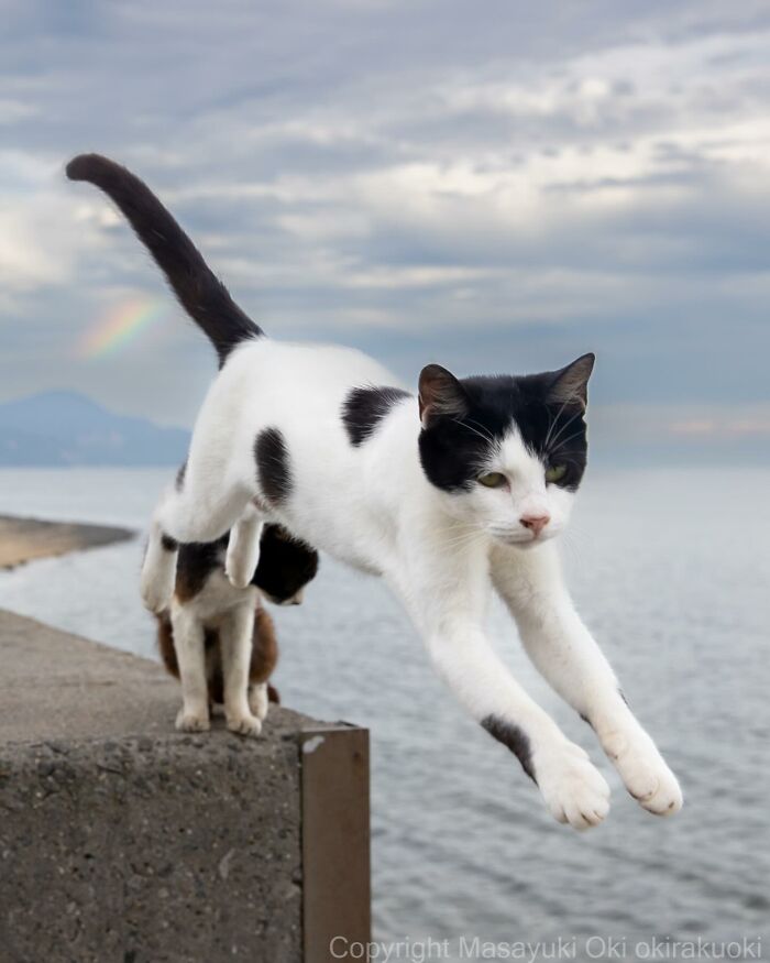 New Captivating Images By Masayuki Oki Celebrating The Quirky And Playful Side Of Cats