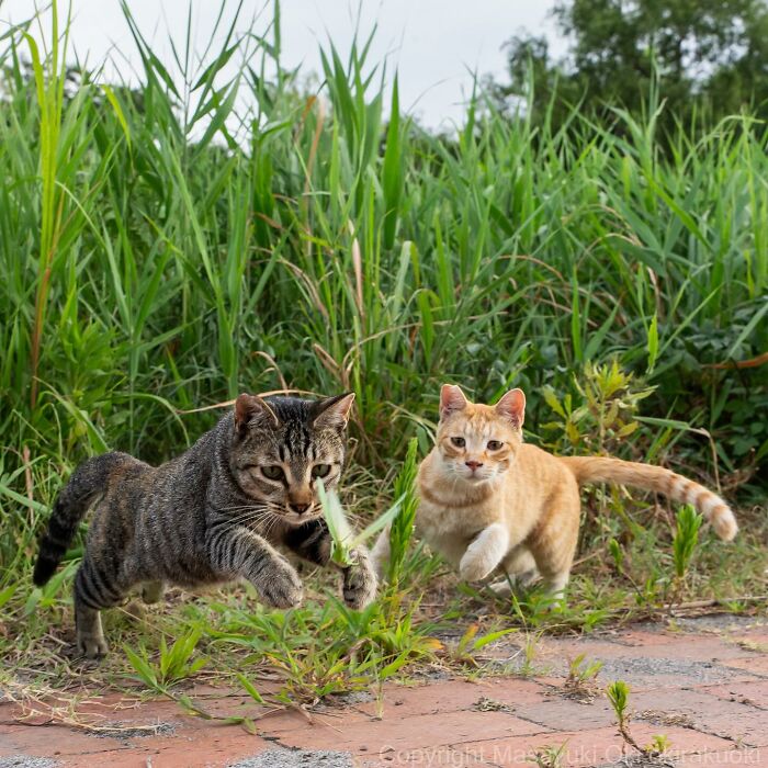 New Captivating Images By Masayuki Oki Celebrating The Quirky And Playful Side Of Cats