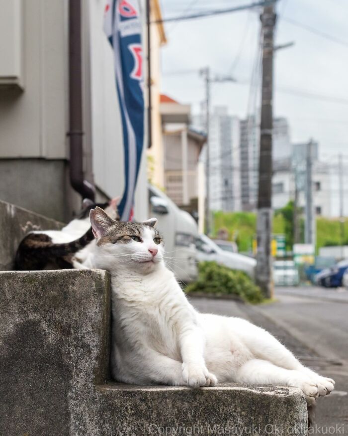 New Captivating Images By Masayuki Oki Celebrating The Quirky And Playful Side Of Cats